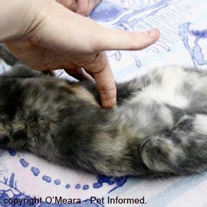 Maybe you would like to learn more about one of these? Dog Spaying Surgery - Everything you need to know about ...