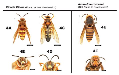 Large Wasps In New Mexico Or The Asian Giant Hornet New Mexico State