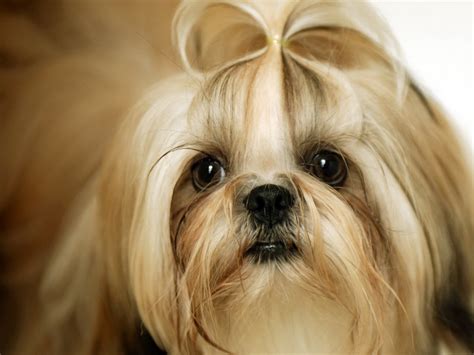 Shih Tzu Dog Wallpapers Fun Animals Wiki Videos Pictures Stories