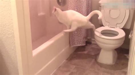 Funny Cat Compilation Youtube