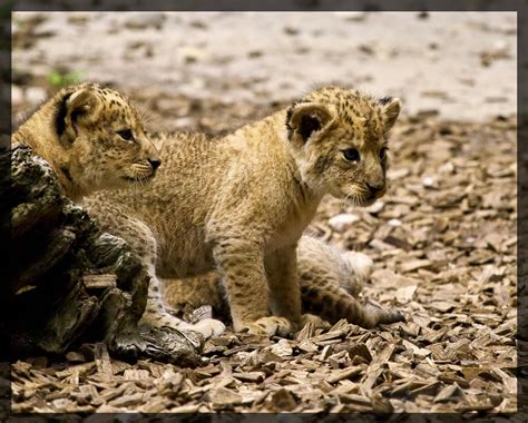 Beautiful Photos Of Lion Cubs You Must Not Miss Utterly Cute Yet