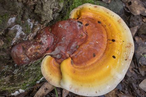 Ganoderma Curtisii Benefits Identification And Lookalikes