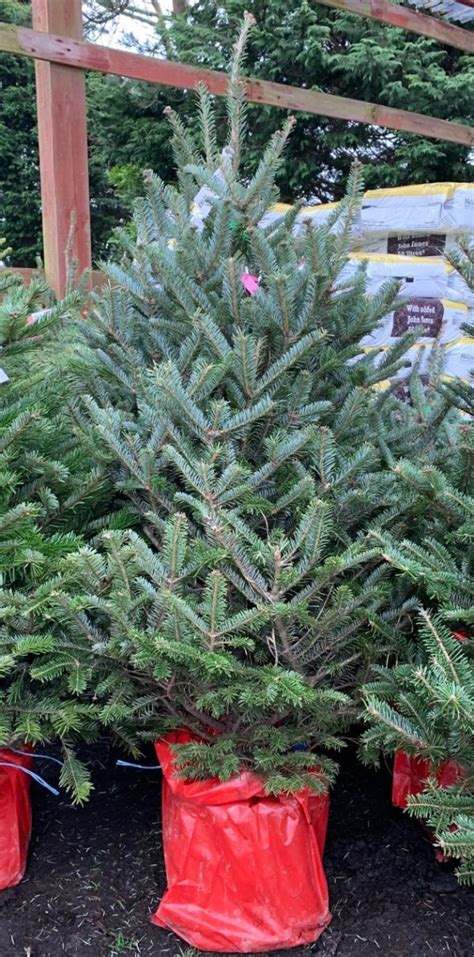 Buy A Pot Grown Fraser Fir 4 5ft Christmas Tree At Trevena Cross