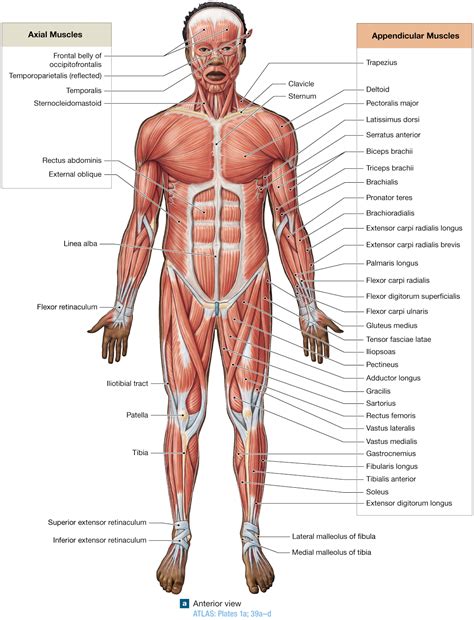 The deltoid (triangular), trapezius (trapezoid), serratus (saw‐toothed), and rhomboideus major (rhomboid) muscles have names that describe their shapes. Muscles Name - Muscle Groups Insanity Workout Log - They ...
