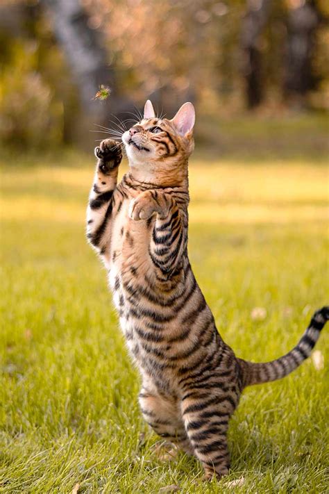 Toyger Cat Breed Profile Care And Facts Pets Society
