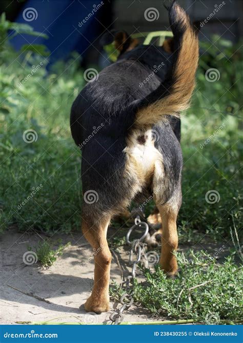 Small Mixed Breed Dog Rear View Doggy Stock Image Image Of Small