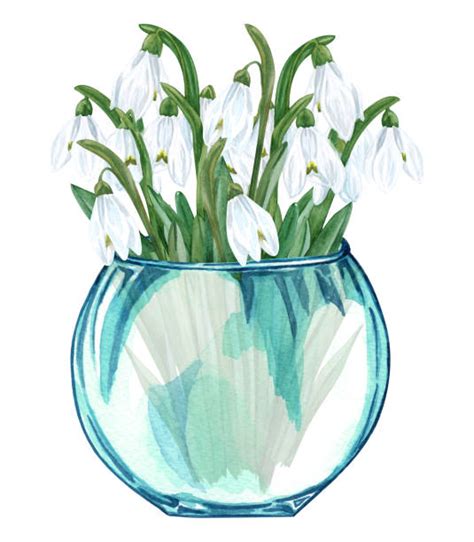 Best Snowdrop Illustrations Royalty Free Vector Graphics And Clip Art