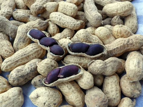 Carolina Black Peanut, 28 g : Southern Exposure Seed Exchange, Saving ...