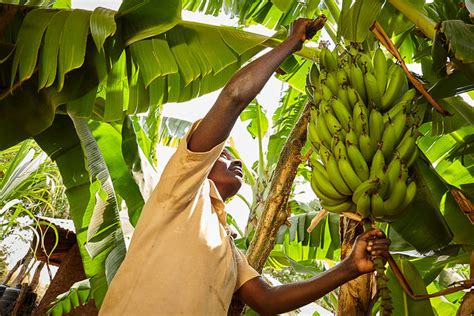 Banana Farming In Zimbabwe Eases Poverty In Rural Communities The