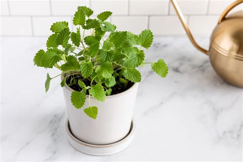 Catnip plants like a lot of water when growing, so you may have to water them twice a day. Tips for Growing Catnip Inside