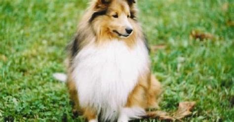Its A Miniature Lassie Dog Things Id Like To Have Pinterest