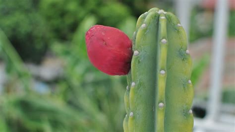 Peruvian Apple Cactus How To Watch It Bloom Only One Night A Year