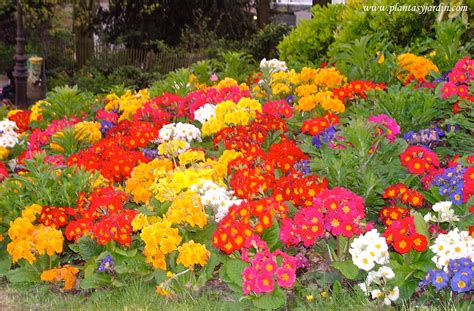 Flores De Invierno Plantas Y Jardín