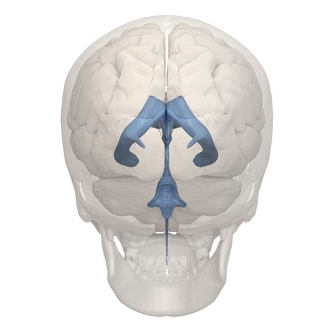 Cerebral Ventricles Overview Anatomy Facts And Systems
