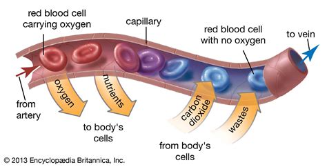 Red Blood Cell Definition Functions And Facts Britannica