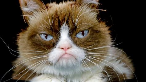 Download Grumpy Cat Now Images