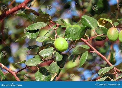 Indian Bor Fruitgreen Jujube Fruit On The Jujube Tree In The Garden