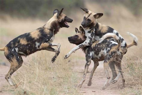 5 Facts You Did Not Know About African Wild Dogs Africa Geographic