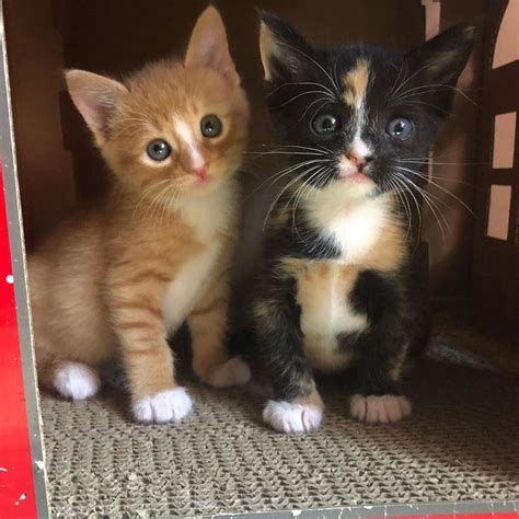Kitten Brother And Sister Keep Each Other Alive Until They Are Saved