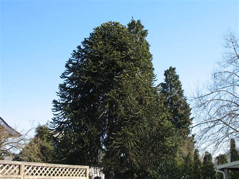 This tree was something new to me. Mature Monkey Puzzle tree in Portland | Monkey Puzzle tree ...