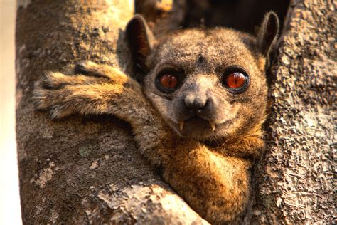 Milne Edwards‘ Sportive Lemur Madagascar Dekorativní Fotografie