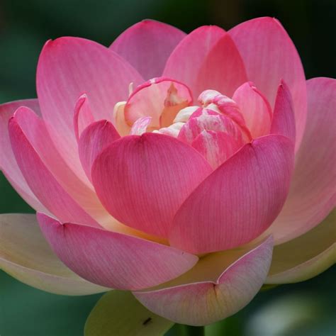 22 Marvellous Pictures Of Lotus Flower