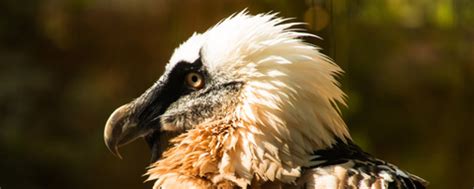 Angele heet de onfortuinlijke lammergier, die met een spanwijdte van maar liefst drie meter tot de grootste roofvogels van europa behoort. Nature Today | Gouden Lepelaar voor Liesbeth Portheine