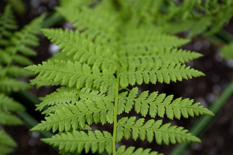 Java fern is a beautiful addition to the freshwater, planted aquarium. Shade Gardening: Ferns - Sheridan Nursuries Blog