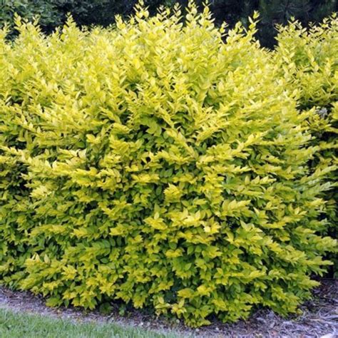 Gold Privet Hedging Plants 20 40cm Ligustrum Aureum Evergreen Hedge