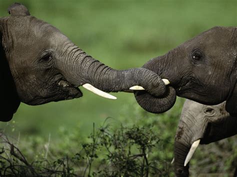 africa s three biggest elephant poaching cartels exposed using dna from illegal ivory shipments