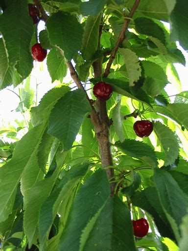 Nursery Plants The Kind Of Bing Cherry Tree