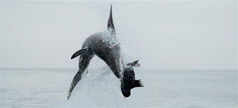 Great white filmine benzer film ekliyorsun. Great White Shark Coast - South Africa - 2021 - Natures Images