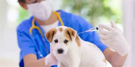 Rabies Vaccine Benefits Purpose And Dosage