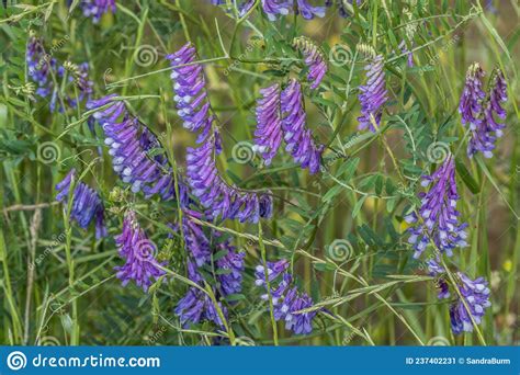 Cow Vetch Wildflowers Closeup Stock Image Image Of Nature Attract