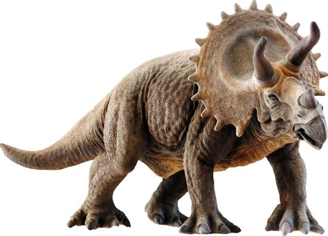 Triceratops Free Printable Free 3d Model 3d Printable Cgtrader Vrogue