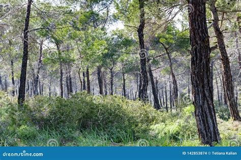 Coniferous Forest In Cyprus Beautiful Natural Background Stock Photo