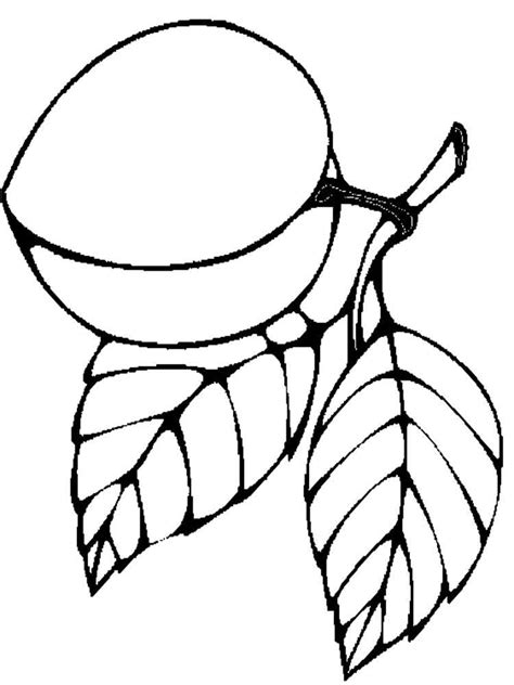 This golden fruit has been around for more than 4,000 years. Apricot coloring pages. Download and print Apricot ...