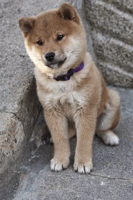 Akita Puppies Your Ultimate Training Guide Cute Puppy Images Pictures