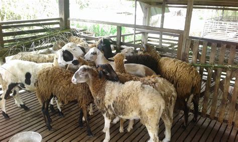 Tatap muka atau secara online. Ladang Ternakan Kambing Izzel Deen Melaka: November 2015