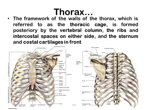 Check out amazing thorax artwork on deviantart. Bony Thorax Diagram