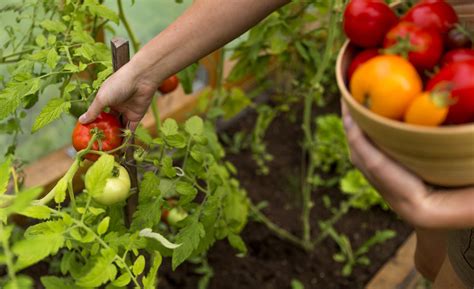 When And How To Harvest Vegetables In Your Summer Garden The Home Depot