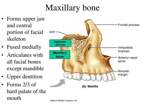 Maxillary Bone Anatomy Unique