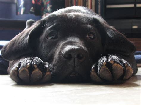 Cute Dogs Cute Black Labrador Retriever