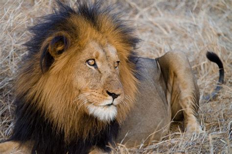 African Lion Facts