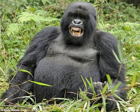 Gorilla Animal Wildlife