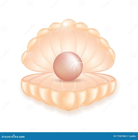 Realistic Pink Pearl In The Shell Stock Vector Illustration Of