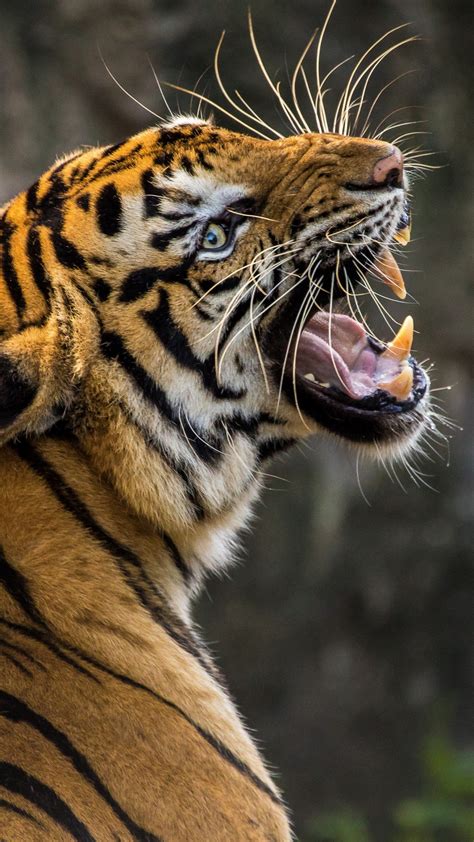 Download wallpaper images for osx, windows 10, android, iphone 7 and ipad. Tiger 4K Wallpapers | HD Wallpapers | ID #23925