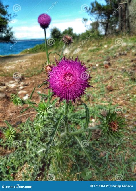 Musk Thistle Close Up Stock Image Image Of Flower Blooming 171116109