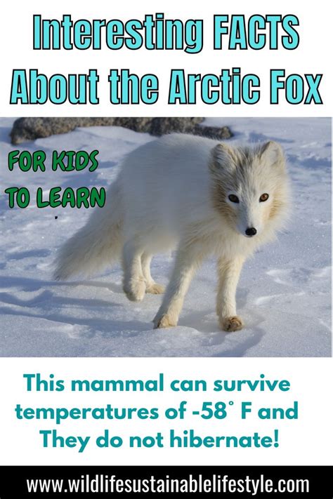 Information About The Arctic Fox Fox Facts Arctic Fox Facts Arctic Fox