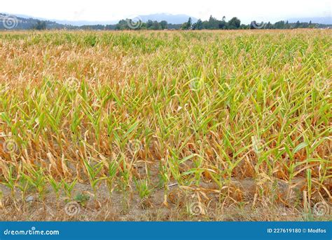 Dead Corn During Severe Drought Stock Photo Image Of Dead Weather